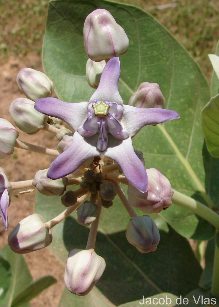 Calotropis gigantea (L.) W.T.Aiton